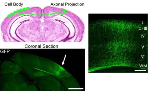 Figure 1.1 Distribution of interhemispheric axon projections in the mouse visual cortex  visualized using GFP