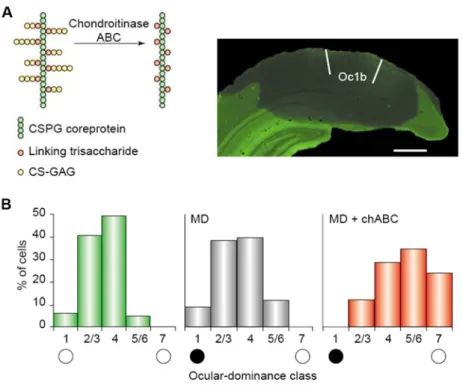 Figure 1.4 Relationship between chondroitin-sulfate proteoglycans (CSPGs) and adult visual  cortical plasticity