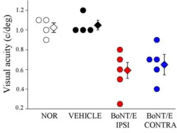 Figure 1.5 Bilateral impairments in spatial resolution in BoNT/E rats. Summary of visual acuities  in all animal groups