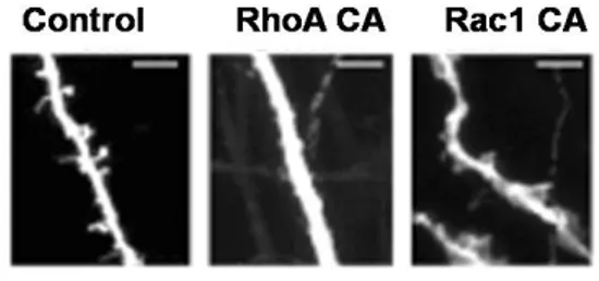 Figure 1.7 Activated RhoGTPase spine phenotypes in rat hippocampal CA1 pyramidal cells in  slices expressing constitutively active RhoGTPaese mutant (CA)