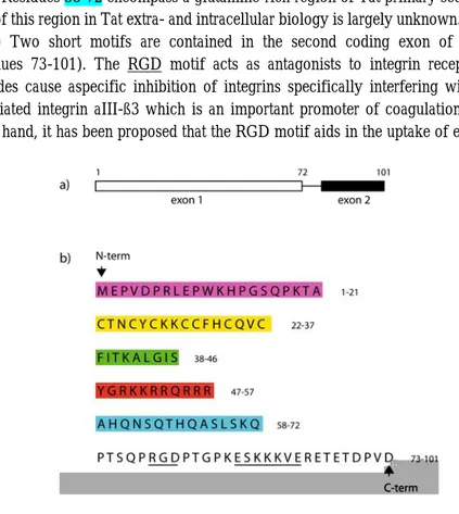 Fig. 1.2 Primary structure of HIV-1 Tat protein. (a) Tat is synthesized from an  mRNA joined from two coding exons