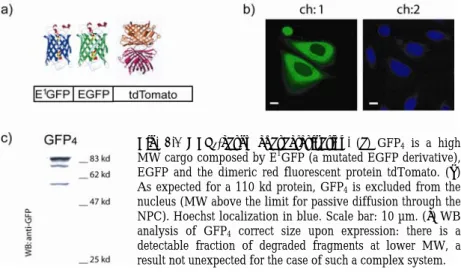 Fig. 2.1 GFP 4 -cargo characterization. (a)  GFP 4  is a high 