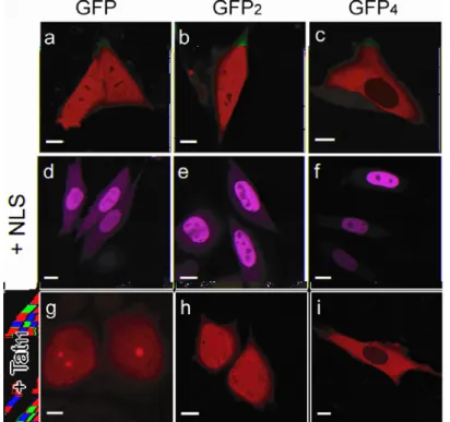 Fig. 2.2 Cargo-dependent subcellular localization of constructs. (a-b-c) Confocal  images of expressed untagged GFP-cargoes