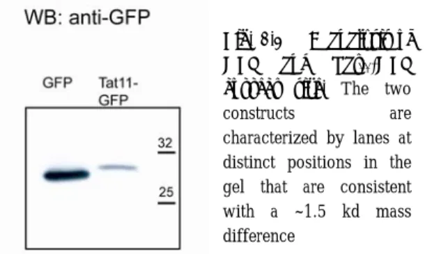 Fig. 2.3 WB analysis of  GFP and Tat 11 -GFP  correct size. The two 
