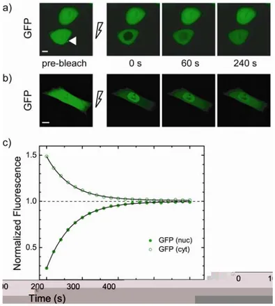 Fig. 3.1 FRAP analysis of GFP nucleus/cytoplasm shuttling. (a) Fluorescence recovery  after nuclear photobleaching as GFP diffuses from cytoplasm to nucleus