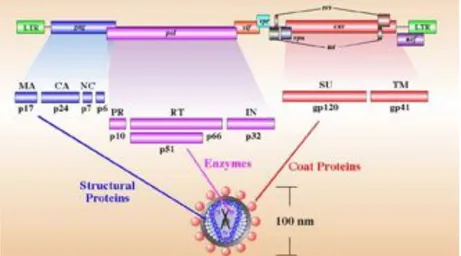 Figure 1. Schematic representation of the HIV-1 genome. (Standford 