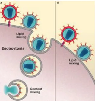 Figure 2. The new model of HIV-1 entry. Fusion events that occur at the 