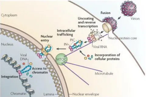 Figure 3. From cell entry to DNA integration. The virus enters the target 