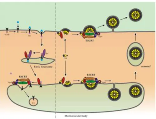 Figure  4.  Model  for  retrovirus  release.  On  the  left  is  a  schematic 