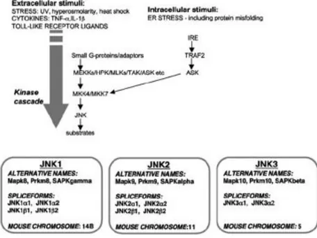 Figure  8.  Overview  of  the  JNK  pathway.  The  classical  JNK  pathway  was 