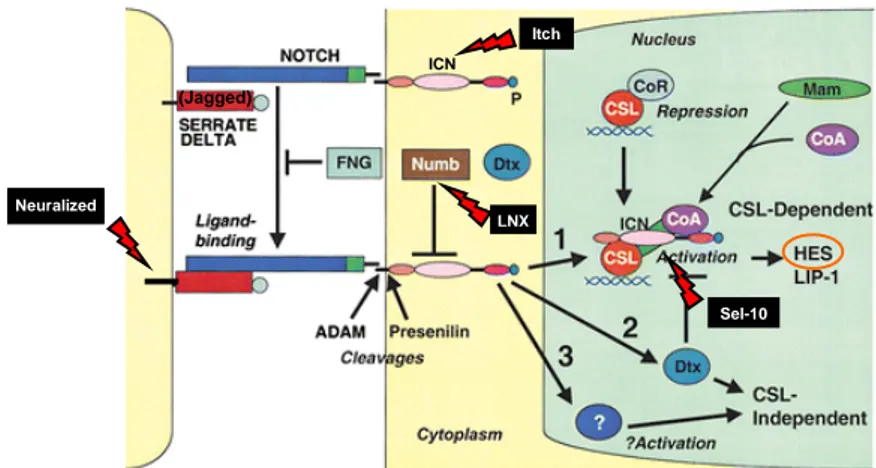 Figure 1.4. Regulation of Notch signaling. Binding of Notch receptors to ligands of the Serrate and Delta  families result in successive cleavages, first in the extracellular domain by ADAM-type proteases, and then  in  the  transmembrane  domain  by  pres