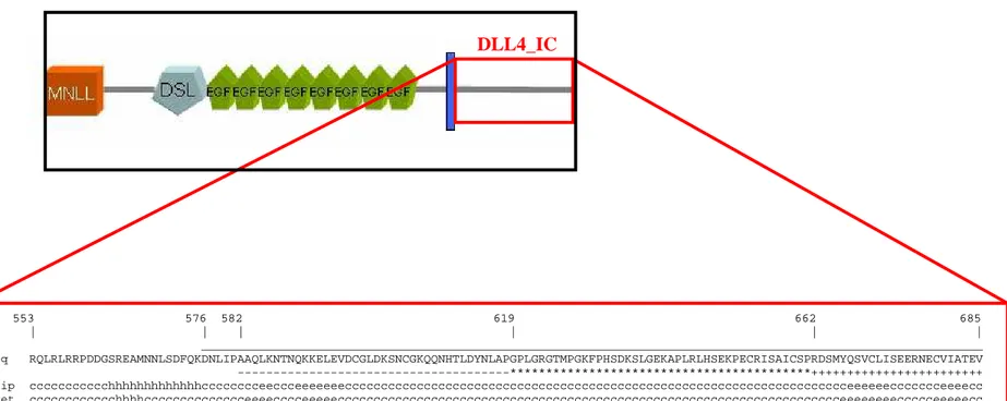 Figure  2.1.    Sequence  analysis  and  peptide  design.  Amino  acid  sequence  of  DLL4_IC,  secondary  structure  and  disorder  predictions