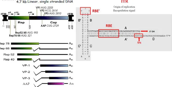 Figure 1.1: AAV genome organization (left) and Inverted Terminal Repeat (right). 