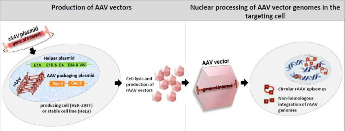 Figure 1.4: AAV vector production and rAAV genome processing in the targeting cell nuclei 