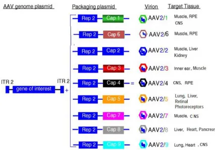 Figure 1.5: Different AAV serotypes target different groups of tissues.  Information taken from www.aaveye.eu and Ref
