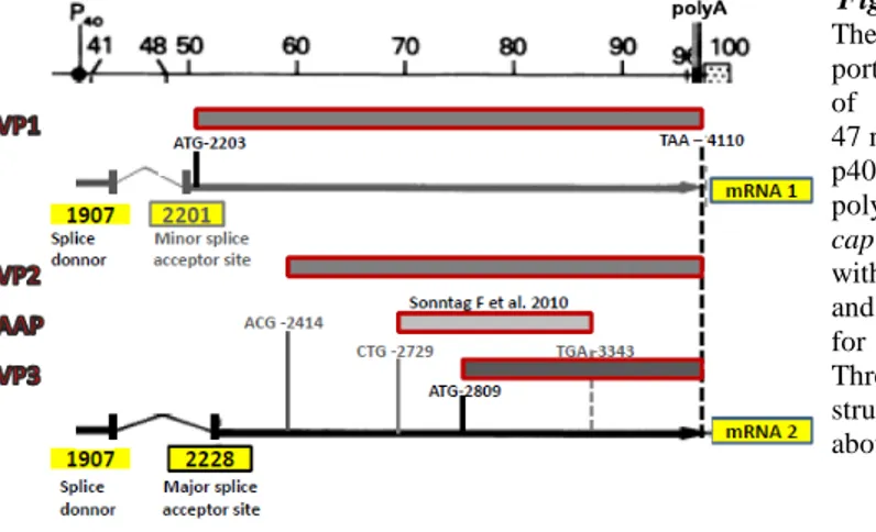 Figure 2.0: Cap gene organisation.  The  top  part  of  the  picture  shows  the  portion of the AAV2 genome on a scale  of   100  map  units  (1map  unit is  approx