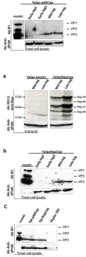 Figure 2.1: Expression of AAV2 Cap and Rep  proteins from natural promoters in yeast.  