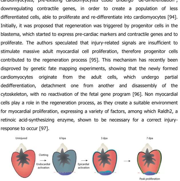 Figure  5.  Schematic  representation  of  Zebrafish  heart  regeneration  after  ventricular resection  [98]