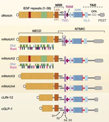 Figure 6. Structure of Notch receptors in flies, mammals and  C. elegans  (adapted  from [106])