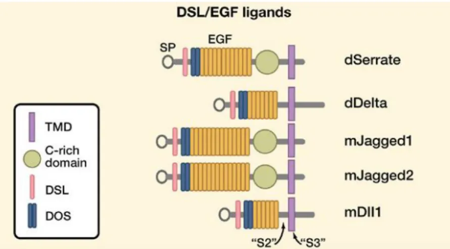 Figure  7.  Structure  of  Notch  ligands  Jagged/Serrate  and  Delta  in  flies  and  mammals (adapted from [106])