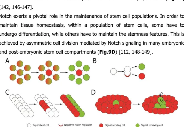 Figure 9. Binary cell fate decision (A and B), inductive signaling (C) and stem cell  pool mantainance (D) regulated by Notch signaling pathway