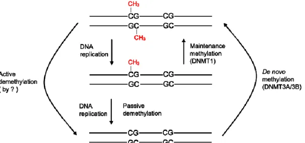 Figure 13. Schematic representation of mechanisms involved in DNA methylation  and demethylation [307]