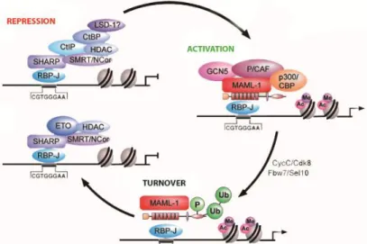 Figure  15.  RBP-Jk  mediates  activation  or  repression  of  Notch  signaling  and  interacts  with  different  protein  complexes  in  two  opposite  processes  (adapted  from [112])