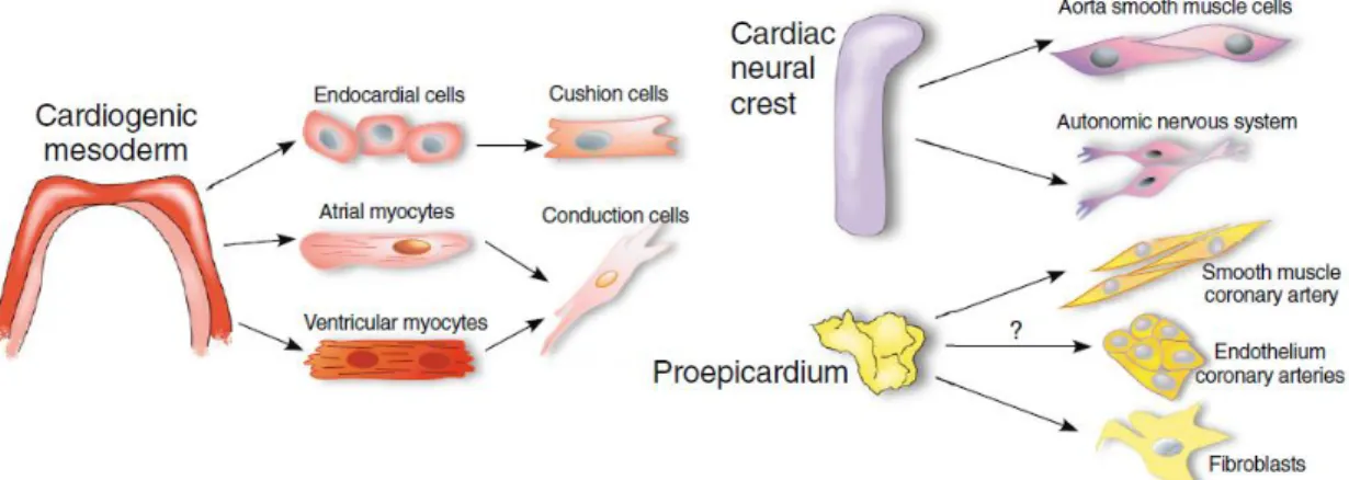 Figure 1. Source of the different cellular components of the heart (adapted from  [1])