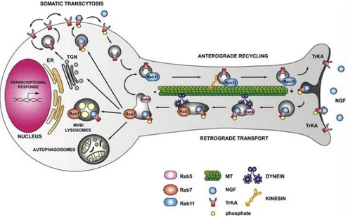 Figure  1.11.  RTK  membrane  trafficking  in  neuronal  axons.  Schematic  representation 