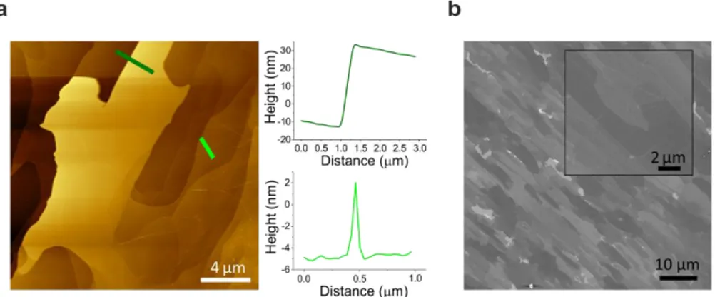Fig. 2.6. Graphene grown by thermal decomposition. (a) AFM topography. Inset: profile analysis of  a big step (top) and a ridge (bottom)