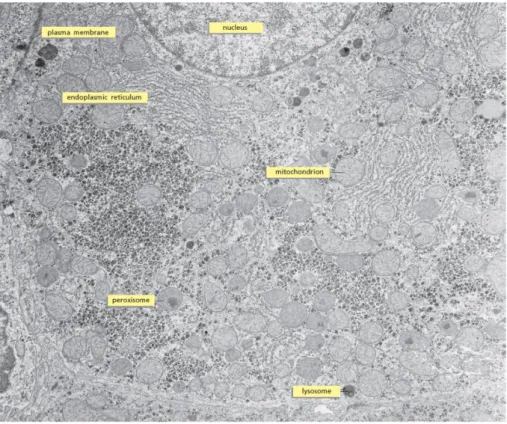 Figure 1.2 Example of TEM image of a cell. Thin section of a liver cell identifying a number 