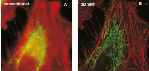 Figure  1.8  Live  3D  SIM  imaging  of  labelled  mitochondria.  Live  3D  SIM  imaging  of 