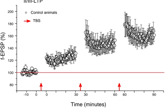 Fig. 20 - II/III-LTP in control and VD animal slices. The difference of LTP level between  the two groups is statistically significant (Two Way Repeated Measures ANOVA, p=0.041)