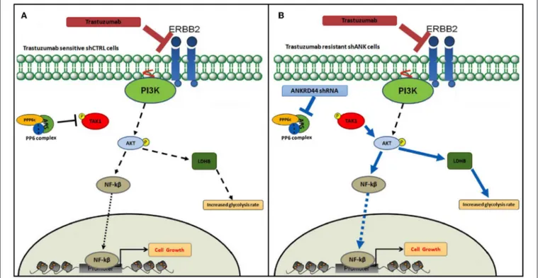 FIGURE 6 | Snapshot of trastuzumab resistance pathway. Model of trastuzumab resistance acquisition in BT474 Her2+ breast cancer cell line due to ANKRD44 silencing