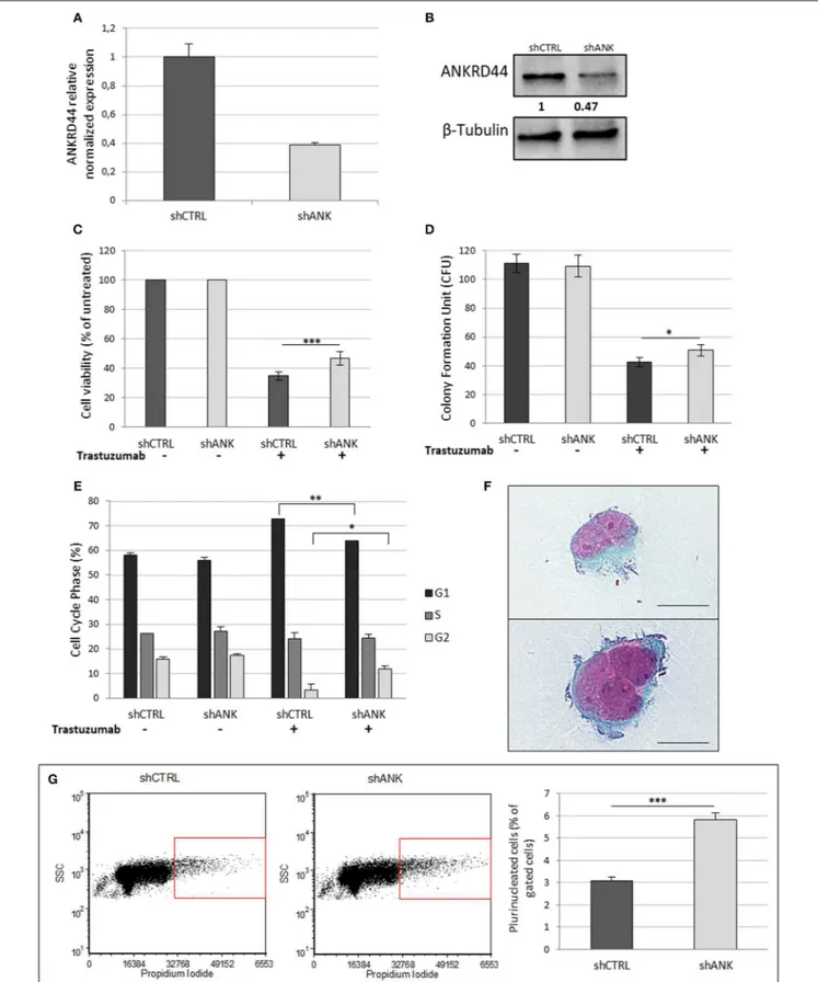 FIGURE 2 | ANKRD44 silencing confers partial trastuzumab resistance and a more aggressive phenotype: (A) ANKRD44 mRNA expression detected by quantitative real-time RT-PCR analysis in BT474 cells with control empty vector (shCTRL) and with ANKRD44 short int