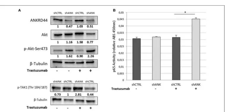 FIGURE 2 | normalized on housekeeping GAPDH mRNA. (B) Western Blot of proteins extracted from shANK and shCTRL cells