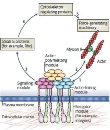 Figure  2.5  Focal  adhesions:  structure  and  function.  Forces  that  are  generated  by  actin  polymerization  and  myosin  II-dependent  contractility  (step  1)  affect  specific  mechanosensitive  proteins  in  the  actin-linking  module  (talin  a