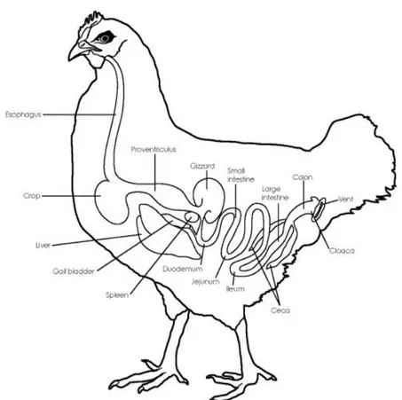 Figure 1. Chicken gastro-intestinal tracts (Clavijo et al., 2018)