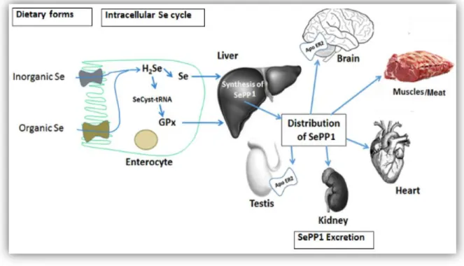 Figure 4. General pathways of Se absorption and distribution to various organs  