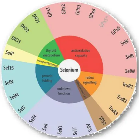 Figure 6. The 25 human selenoproteins classified by their determined or potential function (Benstoem et al