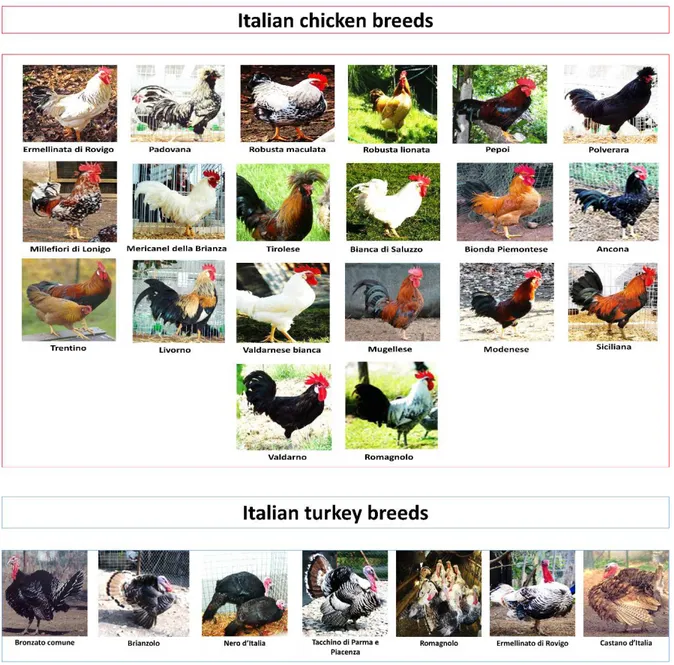 Figure 5.1. List of Italian chicken and turkey breeds (Mipaaf, 2014). 