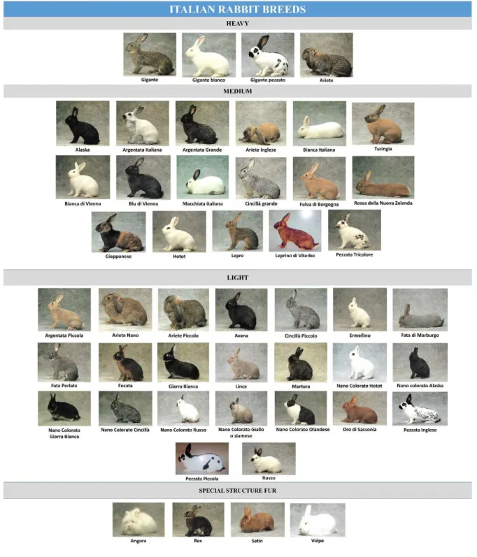 Figure 5.2. List of Italian rabbit breeds (ANCI, 2010). 