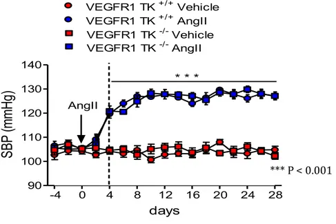 Figure	11:	BP	monitoring	after	infusion	of	AngII	in	VEGFR1	TK +/+	 and	VEGFR1	TK	 -/-	 mice.	 ***P	&lt;0.001	AngII	vs.	Vehicle		(two-way	ANOVA	followed	by	Bonferroni’s	post	hoc	test).		