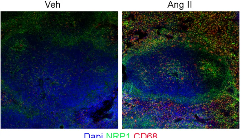 Figure	12:		Nrp1	expression	in	the	spleen. 	