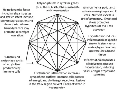 Figure	2:	The	contribution	of	inflammation	to	components	of	the	Mosaic	Theory Adapted	from	Harrison	(2013):	The	Mosaic	Theory	revisited:	common	molecular	mechanisms	coordinating	diverse	organ	and	 cellular	events	in	hypertension.	 	 	 	 	 	