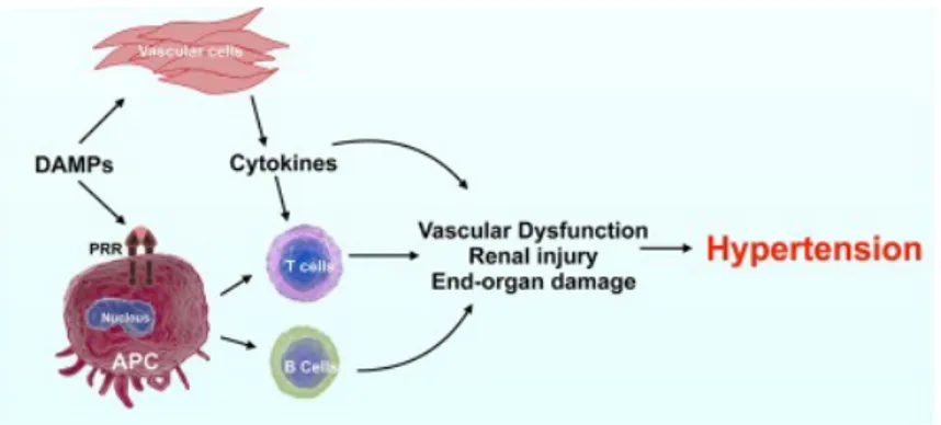 Figure	3:	Immune	system	and	Hypertension.	