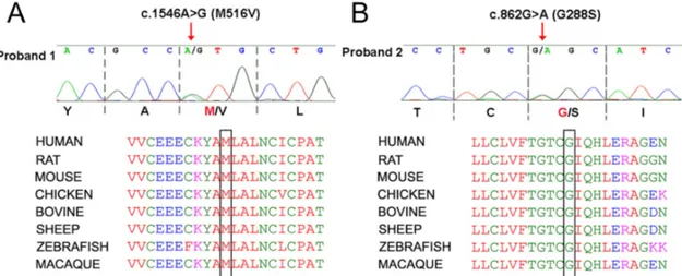 Figure	 13	 Identification	 of	 the	 M516V	 and	 G288S	 heterozygous	 mutations	 found	 in	 two	 patients	 affected	 by	 MMPSI.	 (A,B)	 Upper	 panel:	 electropherograms	 obtained	 from	 Sanger	 sequencing	 of	 Proband	 1	 and	 Proband	 2.	
