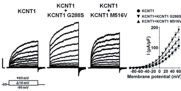 Figure	16	Macroscopic	currents	measured	in	cells	expressing	KCNT1	heteromeric	channels	formed	by	wild-type	 and	mutant	KCNT1	channels.	Representative	current	traces	(left	three	panels)	and	pooled	current	densities	from	