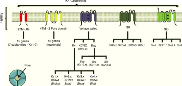 Figure	 1	 Potassium	 channels	 family	 classification	 accordingly	 to	 their	 subunit	 structure.	 Potassium	 channel	
