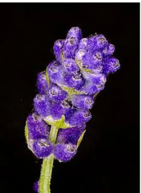 Fig. 1.2 - Flower spike before the petals emerge  The species name angustifolia is Latin for “narrow leaf”